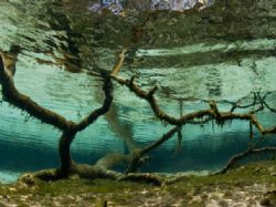 'Underwater tree' from Crystal River (USA). Taken with Ol... by Istvan Juhasz 